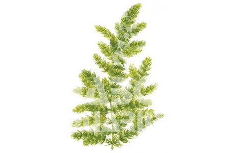 Ceratophyllum Demersum 'Foxtail'