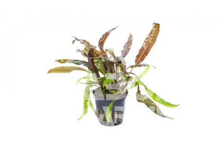 Cryptocoryne Usteriana