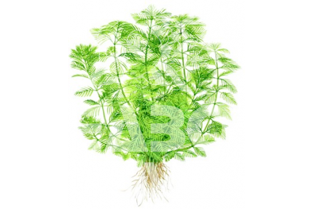 Myriophyllum Mattogrossense