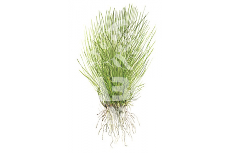 Eleocharis acicularis