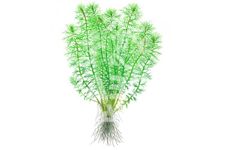 Myriophyllum 'Guyana'