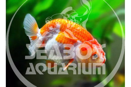 Ranchu Mix