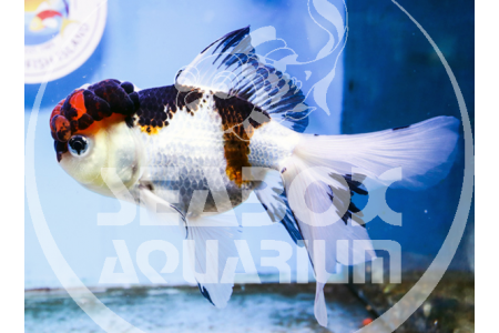 Tricolor Oranda