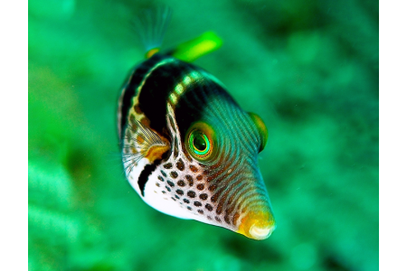 Canthigaster Valentini