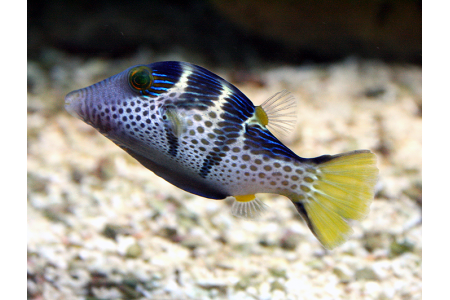 Canthigaster Valentini