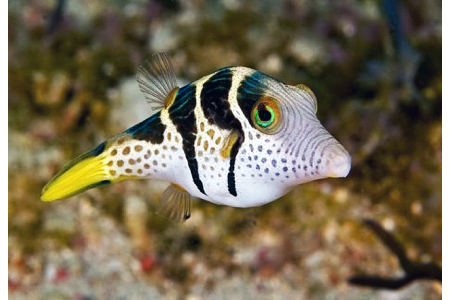 Canthigaster Valentini