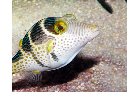 Canthigaster Valentini