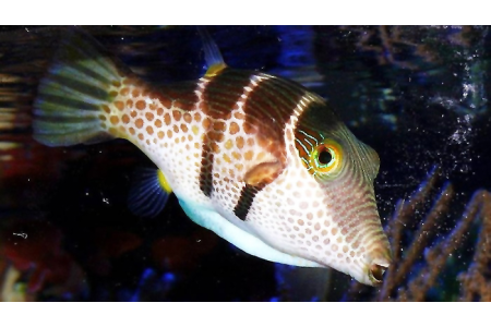 Canthigaster Valentini