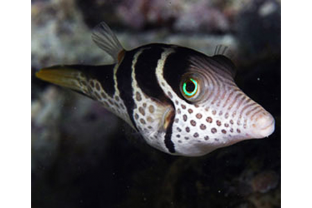 Canthigaster Valentini