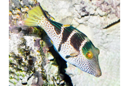 Canthigaster Valentini