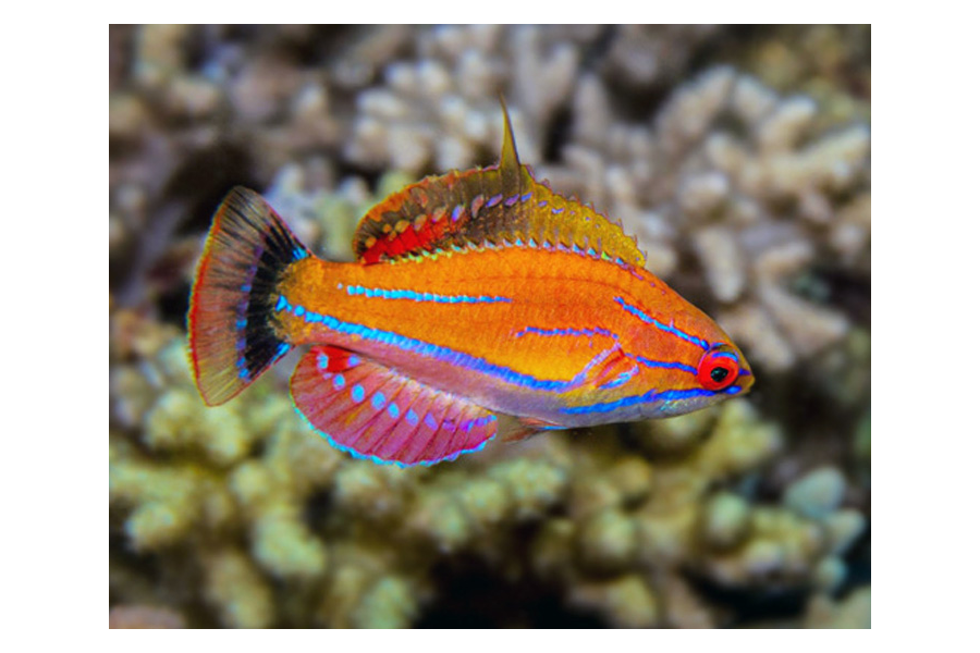 Rocce d'acquario- Daphbio