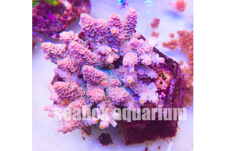 acropora tenuis rosa-arancio